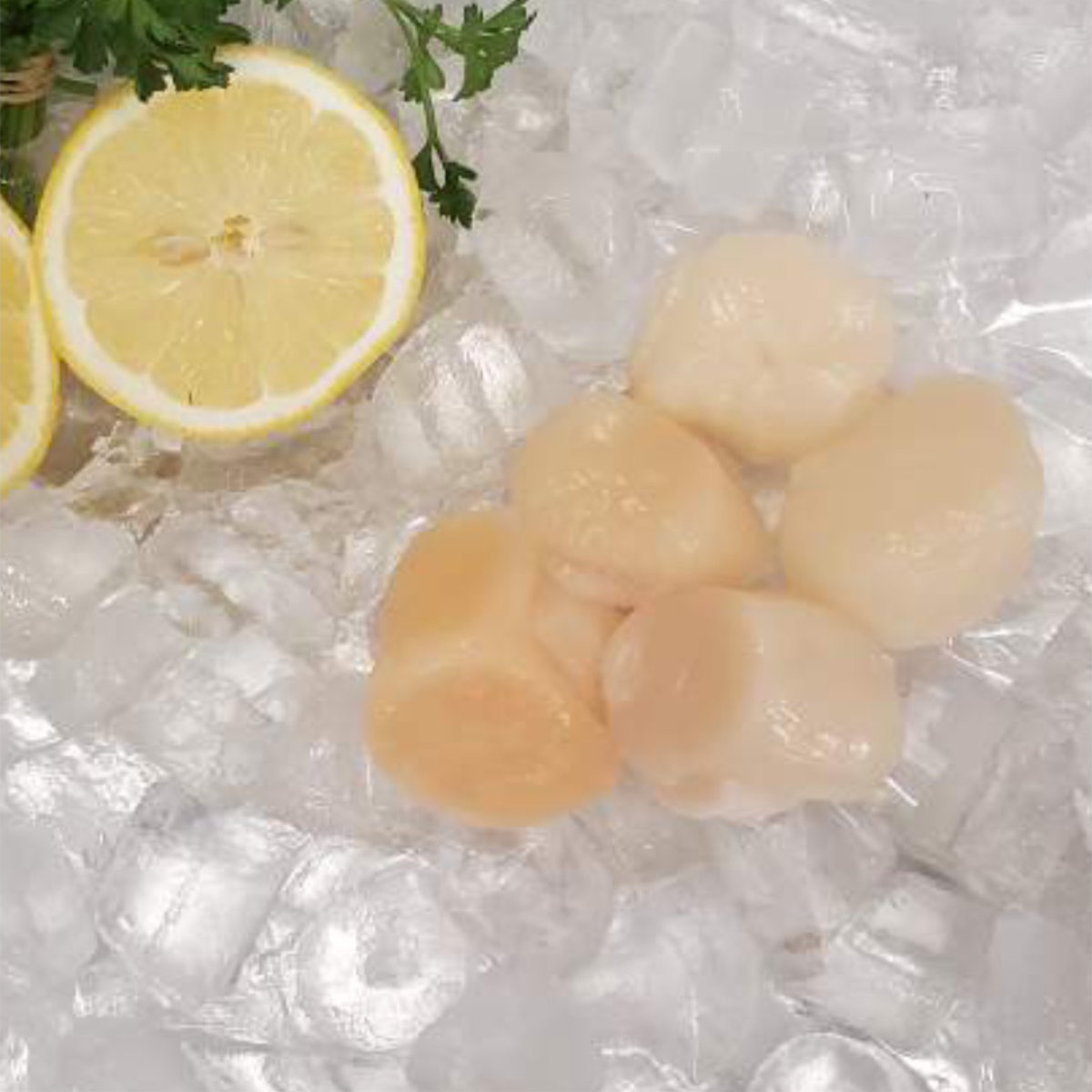 Out of the Blue // Seafood Market // Bayfield, Ontario // Fresh Dry Scallops 10/20