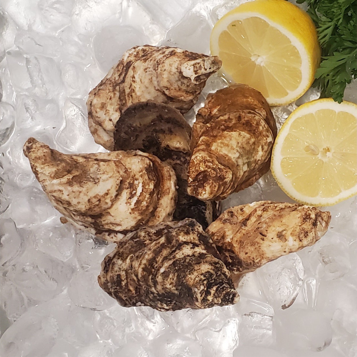 Out of the Blue // Seafood Market // Bayfield, Ontario // Fresh Oysters