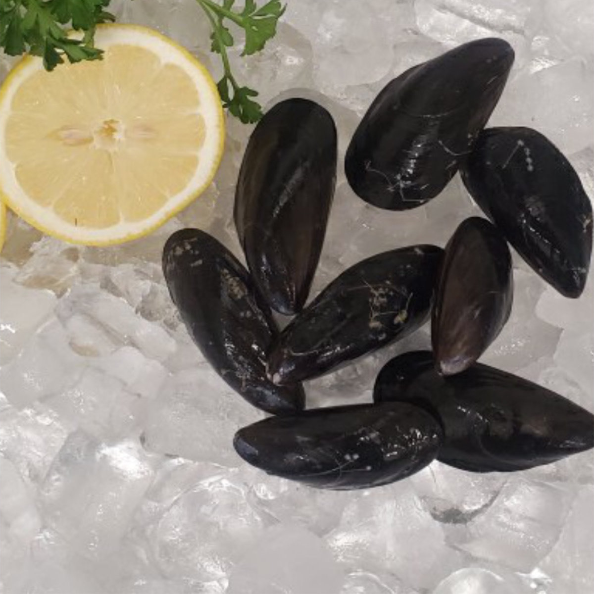 Out of the Blue // Seafood Market // Bayfield, Ontario // Fresh Mussels