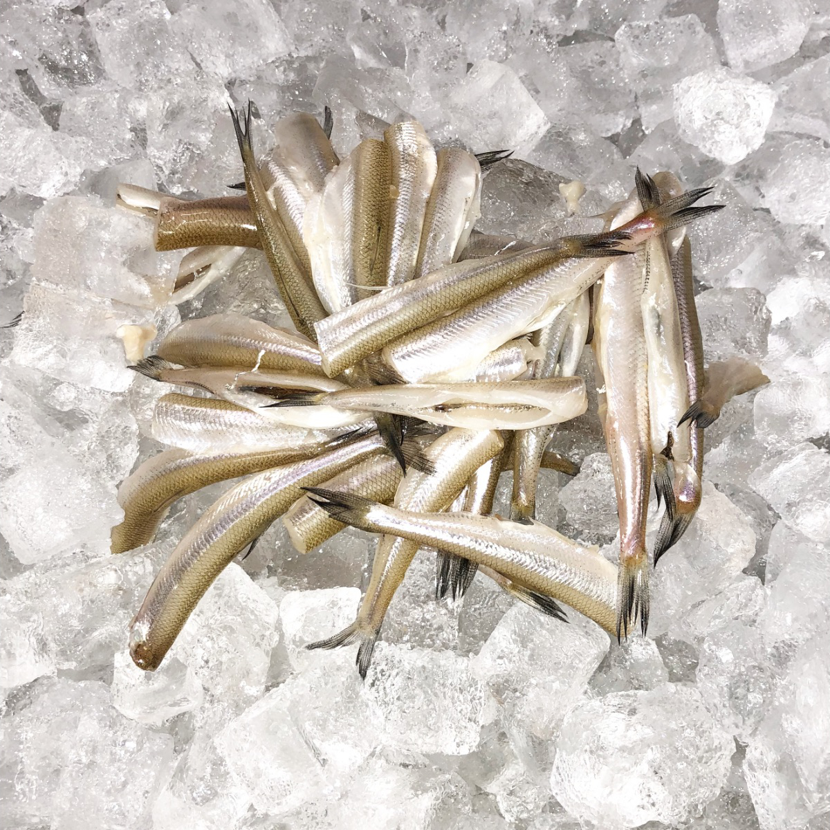 Out of the Blue // Seafood Market // Bayfield, Ontario // Fresh Smelt